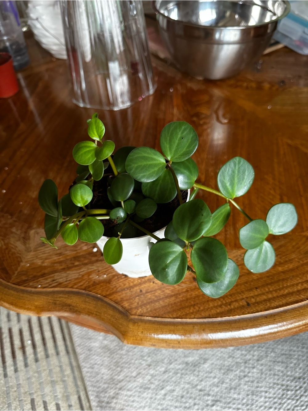 Peperomia Hope Rare Houseplant Cuttings